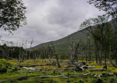 The untouched forests look unreal