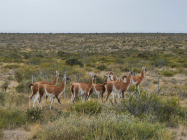 The wild ancestors of llamas and alpacas. Super cute.
