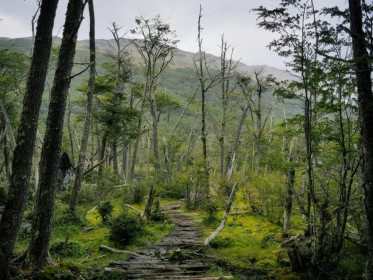 Felt like an enchanted forest