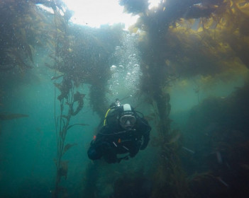 with a dry suit in a kelp forest