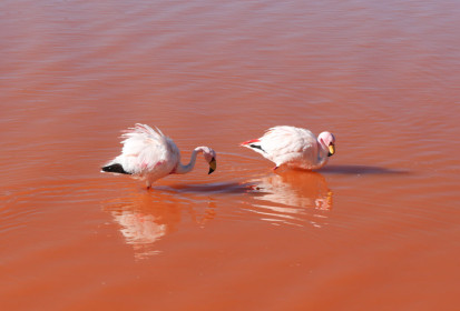Apparently flamingos get their pink color from the algae pigments of the lake