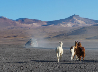 The great llama chase
