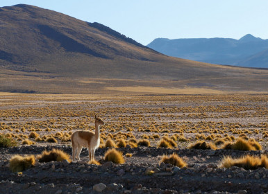 The wild ancestor of llamas