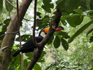Toco Toucan is the largest of its family
