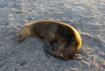 Baby sea lion