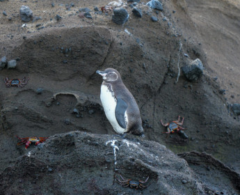 The only tropic penguin, living permanently at the equator