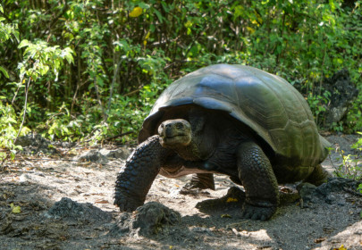 also known as "Galapago"