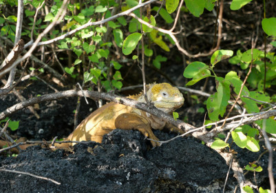 Land iguana