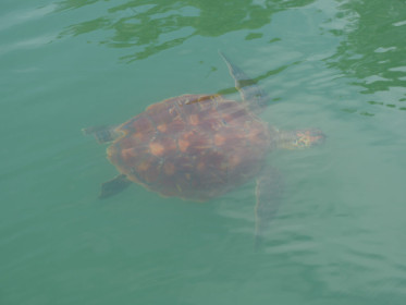 A frequent snorkeling companion