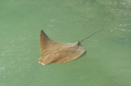 Smaller relative of the (black) eagle ray