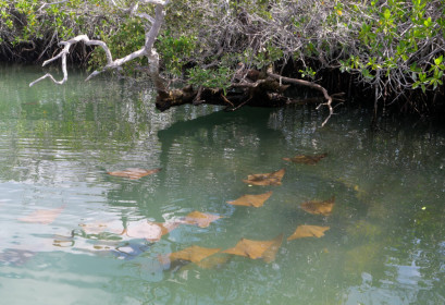 Abundant in Galapagos