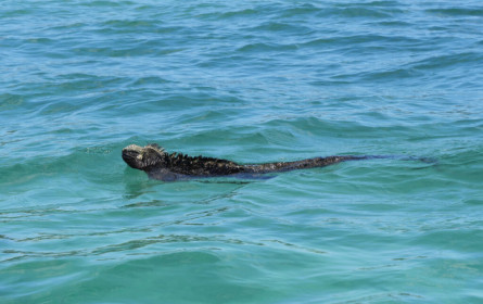 They also dive for over an hour