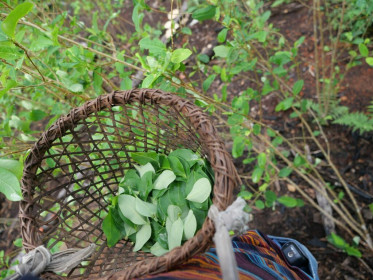 Harvesting coca leaves