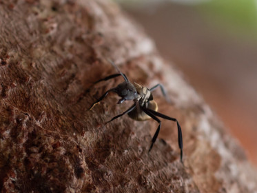 Humongous ant