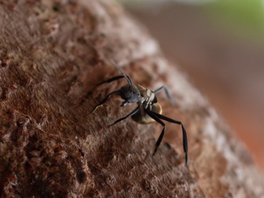 Humongous ant