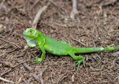 A young green iguana, same species as my pet Jimmy (RIP)
