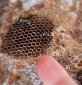 Costa Rica has some of the largest ant species