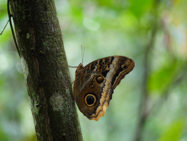 The fauna in Costa Rica is very pretty