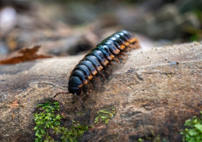 Not to be confused with centipedes