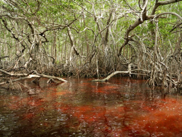 Celestum, Yucatan