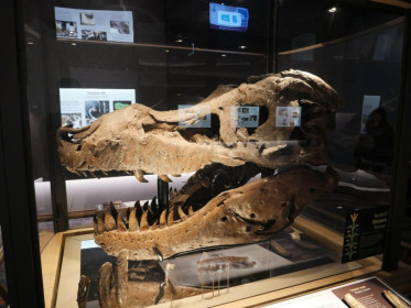 What's your favorite dinosaur