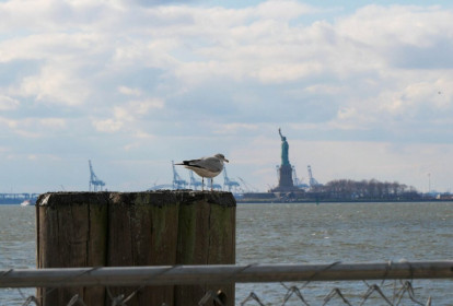 Seagull of Liberty